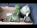 Shopping for Cacti at Fresno Cactus & Succulent Society Show - Part 1