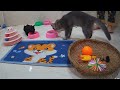 The FUNNIEST Dogs and Cats Shorts Ever😻You Laugh You Lose🐶