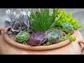 Spring succulent arrangement