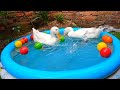 bebek berenang,bebek lucu bertingkah di depan kamera#duckswimming #bebekberenang #duckworld #bebek