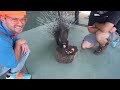 Blippi Visits a Zoo (Phoenix Zoo) | Blippi | Funny Educational Cartoons & Songs for Kids