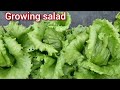 Growing Salad or Lettuce:How To Plant,Care Till Harvest/Growing Salad Leaves