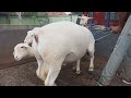 Loading the Giant Dorper Sheep into the Truck | Sheep farming in village