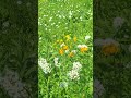 Tatoosh Meadows in bloom.