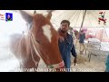 बिकाऊ घोड़े - पार्ट 44 Balotra Horse Market 2024 Tilwada Pashu Mela Horse Sale Price Video