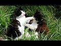 Kittens are playing and mom is watching .. #kittens #pets #cats #funnykittens