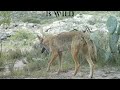 Fauna en la tierra del cactus: Animales de San Luis Potosí