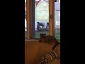 Vlog: Cat Playtime!