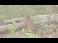 Leopard Panna stalking deer @Rajajinationalpark , May '24