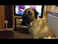 English Mastiff Whitby Sam the burglar alarm