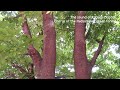 Summer Healing Song | Korean cicadas, a chorus in a midsummer green forest | 한국 매미들의 한여름 초록 숲속의 합창