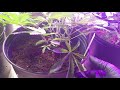 Pheno's S3 Dark Plasma mom hunt (R1) day 44, Jack Herer, Amnesia X OG