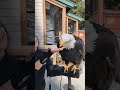 #didyouknow Bald Eagle's have over 7,000 feathers? #birds #baldeagle #natureisamazing