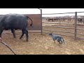 Australian cattle dog loading cattle on truck || Blue heeler || cattle dog ||working dog