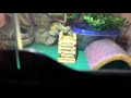 ZooMed Eco-Carpet—Possibly Bad For Leopard Geckos?