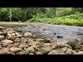 Birds Chirping, Forest Stream, White Noise, Nature Sounds for Sleeping