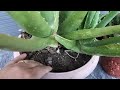 4 tips only Aloevera plant care in summer /Best place to keep alovera plant in summer