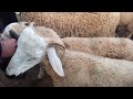 أثمنة الحولي 🐏والحولية وضروبة سوق ليوم راجع🤔 بي 500 درهم في الحولي داخلا سلعة