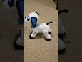 Gqtv (kids)  Robot Dog dance