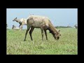 Tule Elk Tomales Point April 13, 2019