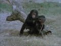 Chimps playing and having so much fun
