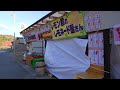 [Heralding spring in Japan] Visit Izu Kawazu Cherry Blossom Festival - JAPAN in 4K