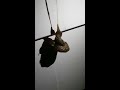 Slug matting (Full Video)