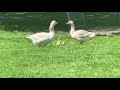 American Buff Geese with Goslings