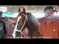 बिकाऊ घोड़े - पार्ट 31 Balotra Horse Market 2024 Tilwada Pashu Mela Horse Sale Price Video