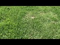 Zoysia Grass Seed Video 6