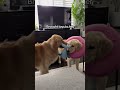 Big sister watches after puppy after surgery 🥺#dogs #puppy #dogshorts #puppyvideos #goldenretriever