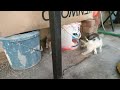 Latest Cute Cats Funny 😂 Video 2024