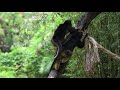 SPIDER MONKEY | Amazing Reaction | ANIMAL LIFE