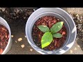 Garden Tour Saturday 2nd Dose Of The Yeast Fertilizer    #letsshareourplantsuccessordisasterstories