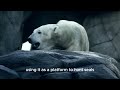 Polar Bears | Animal Facts Series | Episode 27