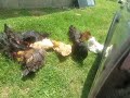 Sunbathing hens