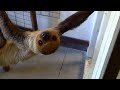 My Sloth Encounter