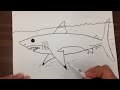 How to Draw a Great White Shark Step by Step