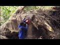 Big unexpected danger..‼️cut down the biggest trembesi tree near the river