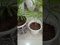 Parlour palm Plant care tips/repotting/soil mix/temperature/watering A to Z information