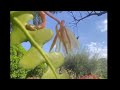 cactus in blooms