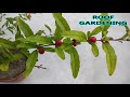 টবে ডালিম চাষ করার অতিসহজ পদ্ধতি / easiest method to grow dalim  / pomegranate at small container