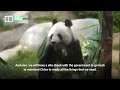 Hong Kong is getting two more giant pandas, but what does caring for them involve?