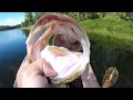 Fishing A Beaver Lure For Big Bass!