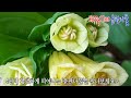 청초하고 겸손하게 피어나는 4월 야생화! '윤판나물'~  Korean disporum!