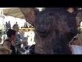 World's Ugliest Dog Contest in Petaluma, part 1