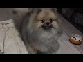 #POMERANIAN NA NAKAKAINTIDI