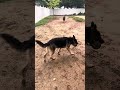 German shepherd ability to Fetch a small ball ⚽️🤙