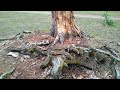 a Tree Full of Worms Has Torn and Fallen #nature #2023 #worms #fallen #green #video #day #peace