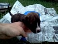 Playing with our new baby Pitbull puppy Tolli (her